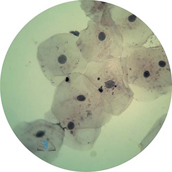 Prepared Microscope Slide Set - Biological Science KIT