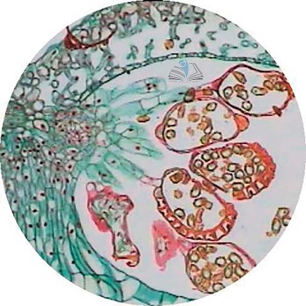 Prepared Microscope Slide - Pine (Pinus) Young Root T.S.