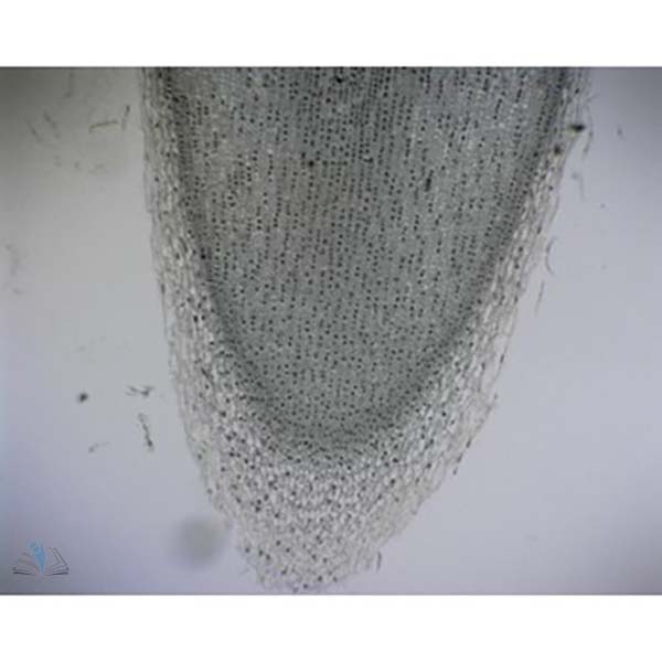 Prepared Microscope Slide - Broad Bean (Vicia faba) Root Tip L.S.