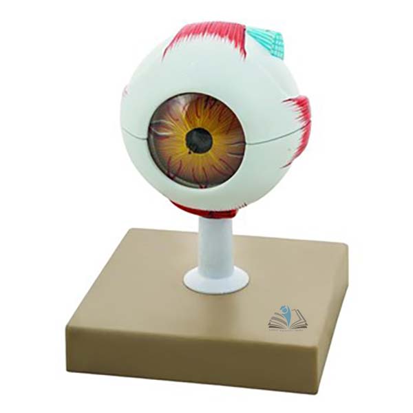 Economy Human Eye Model