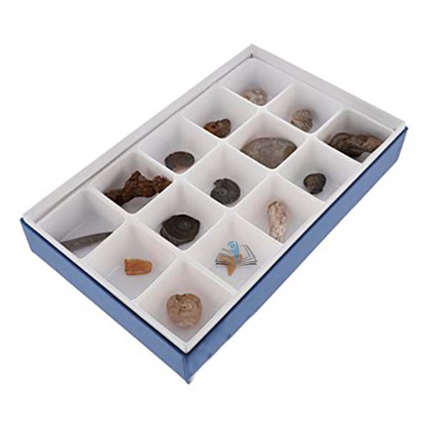 Preservation Fossil Set