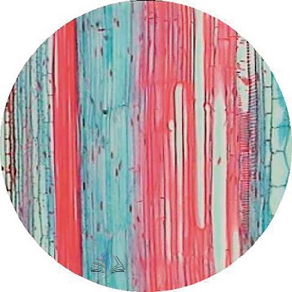 Prepared Microscope Slide - Sunflower (Helianthus) Stem L.S.