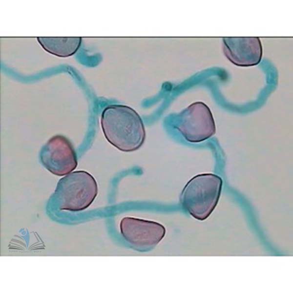 Prepared Microscope Slide - Shepherds Purse  (Capsella) Ovule L.S.