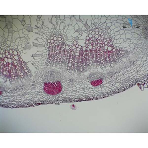 Prepared Microscope Slide - Sunflower (Helianthus) Stem T.S. and L.S.