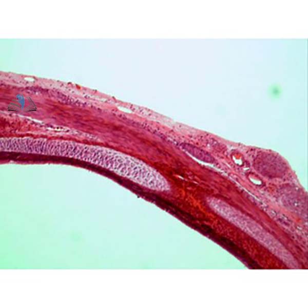 Basic Respiration Slide Set
