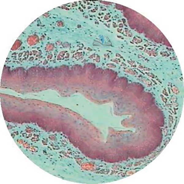Prepared Microscope Slide - Mammal Duodenum Section