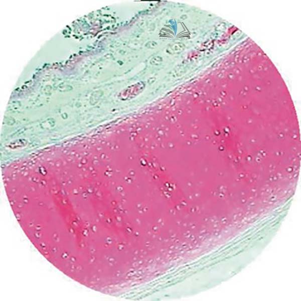 Prepared Microscope Slide - Trachea Thin Section T.S.