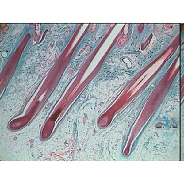 Prepared Microscope Slide Set - Human Anatomy Set 1
