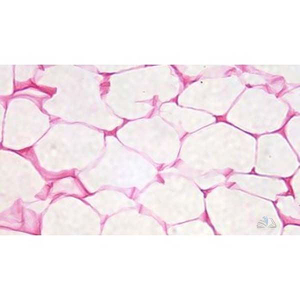 Prepared Microscope Slide - Adipose Tissue Section