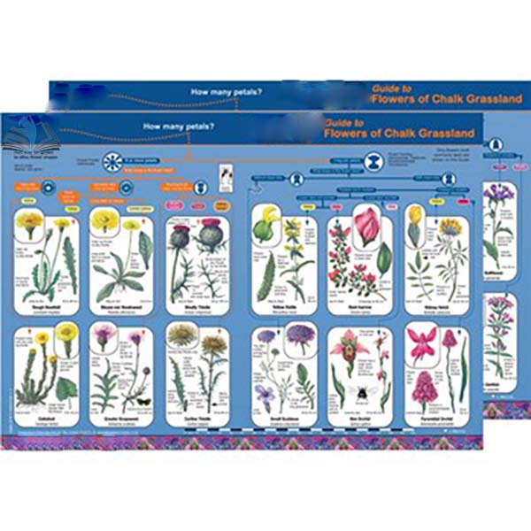 Identification Guide Flowers of Chalk Grassland