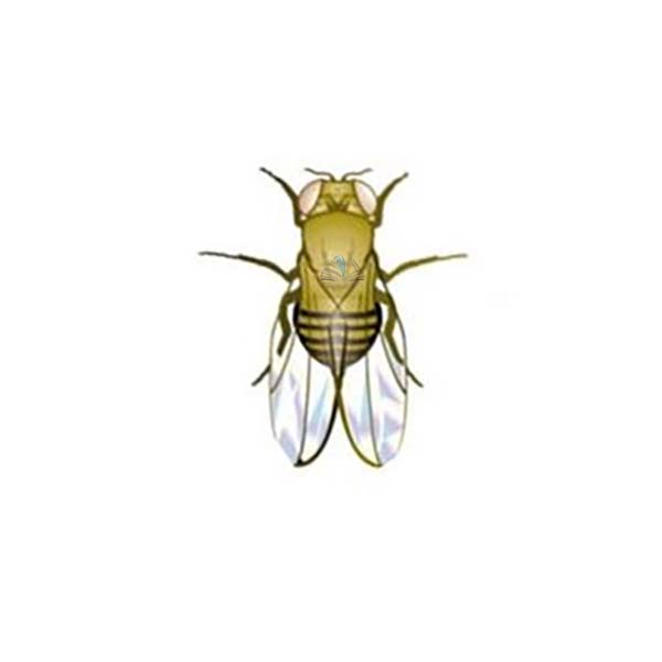 Drosophila: Wild Type, White Eye - Large Value Pack