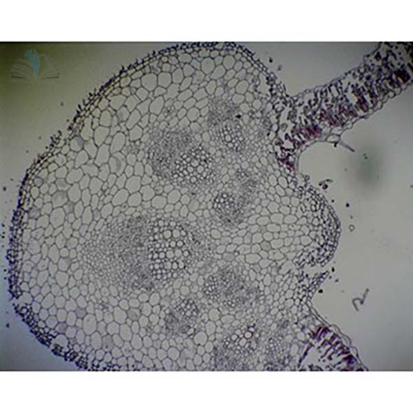Prepared Microscope Slide - Sunflower (Helianthus) Leaf T.S.