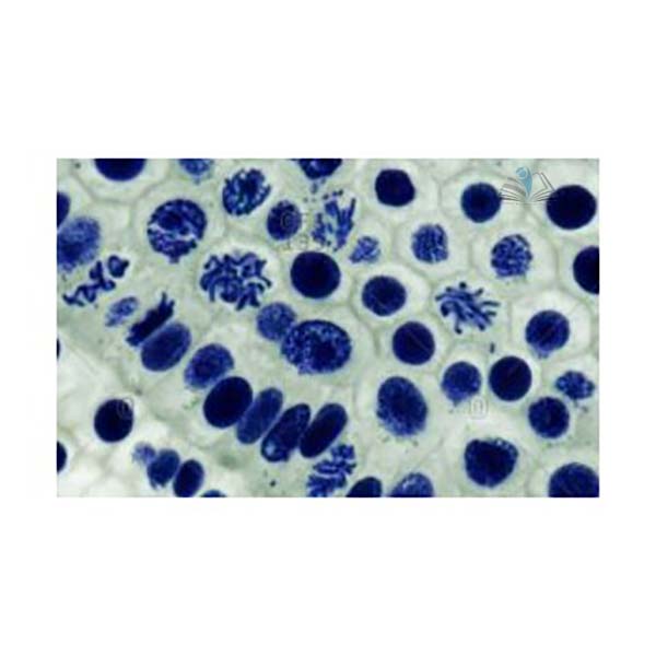 Prepared Microscope Slide Set - Mitosis and Meiosis Set 1