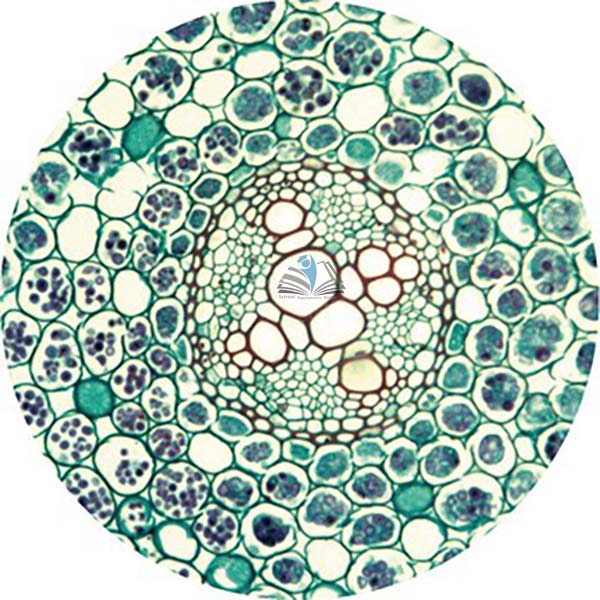 Prepared Microscope Slide - Buttercup (Ranunculus) Root T.S.