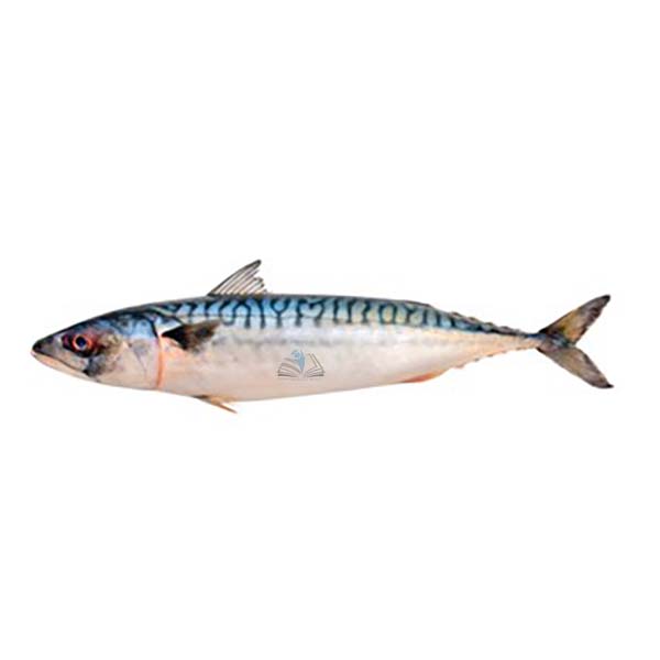 Whole Mackerel