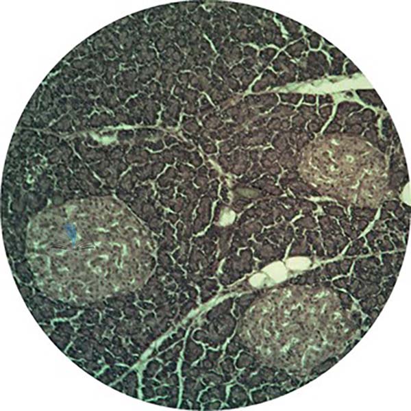 Prepared Microscope Slide - Pancreas for Islets of Langerhans