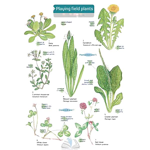 Guide to Playing Field Plants