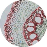 Prepared Microscope Slide - Onion (Allium) Root Tip Squash (Mitosis, Metaphase)