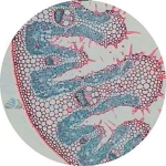 Prepared Microscope Slide - Buttercup (Ranunculus) Flower L.S.
