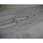 Prepared Microscope Slide - Pumpkin (Cucurbita) Stem with Sieve Tubes L.S.