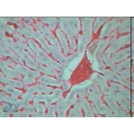 Prepared Microscope Slide Set - Histology II