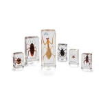 Insects And Spiders